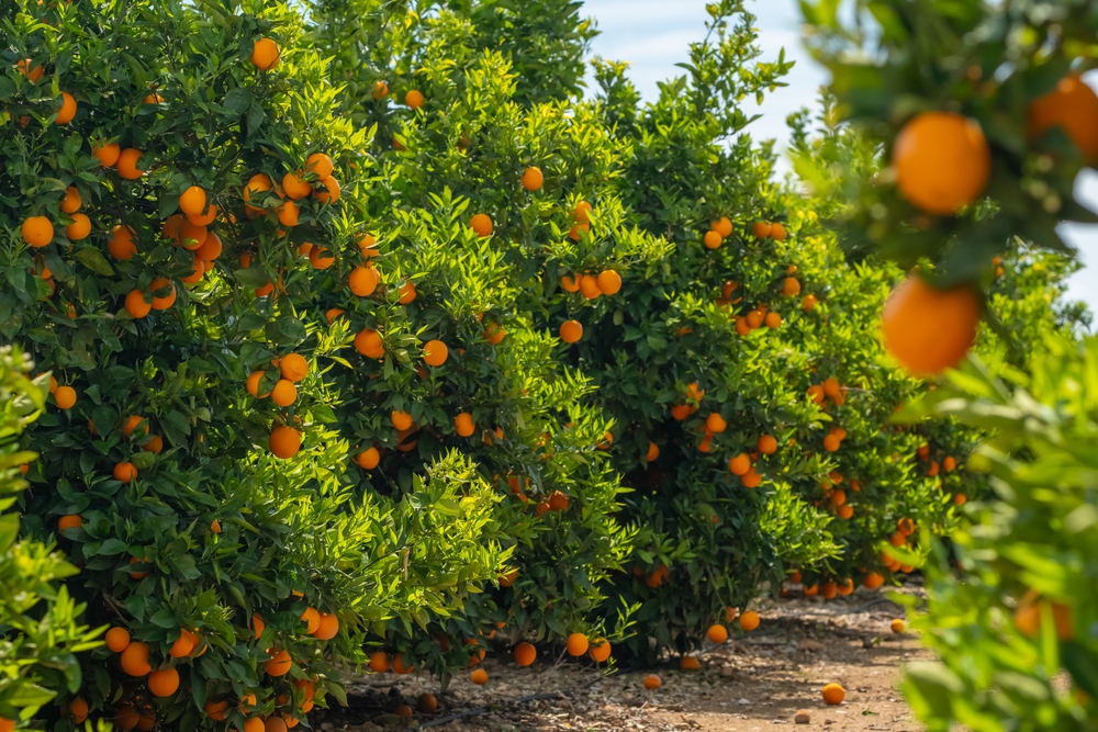 Orange,Garden,With,Ripe,Oranges,On,Tree,Branches